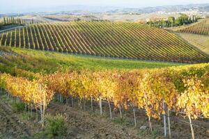 le coloré feuilles de le vignes dans l'automne photo