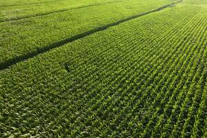 aérien vue de une Jeune blé champ photo