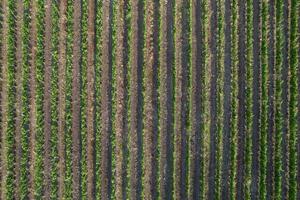 aérien vue de une vignoble dans le été saison photo