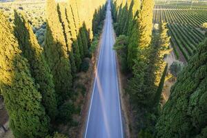 le bordée de cyprès rue cette pistes de san vito à bolghéri Italie photo