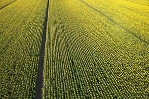 aérien vue de une tournesol champ photographié dans le été saison photo