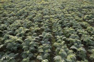 aérien vue de une croissance bossu chardon hiver légume photo