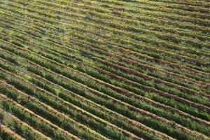 aérien vue de le Lignes de vignes photo