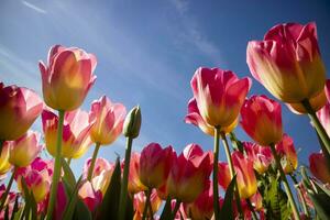 photographique Documentation de une tulipe fleur cultivation photo