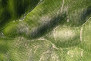 aérien coup de le formes de le cultivé des champs photo