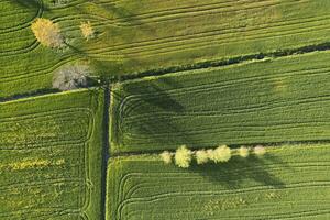 aérien vue de une blé champ dans printemps photo
