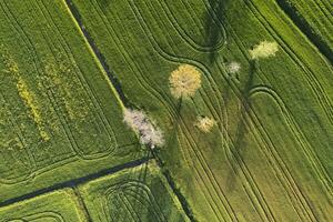 aérien vue de une blé champ dans printemps photo