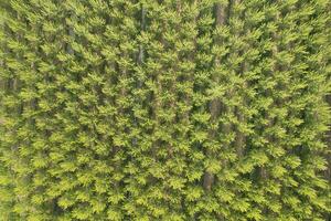 aérien photographique coup de une peuplier forêt dans printemps photo