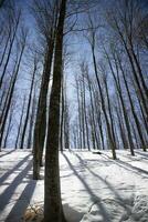 le blanc manteau de neige en dessous de le forêt contre le lumière photo