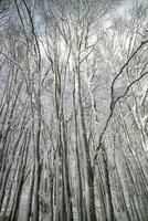 bouleau forêt après une chute de neige dans le Matin photo