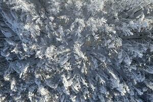 complètement couvert de neige forêt pris de au dessus photo