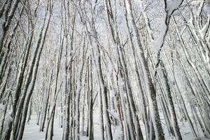 bouleau forêt après une chute de neige dans le Matin photo