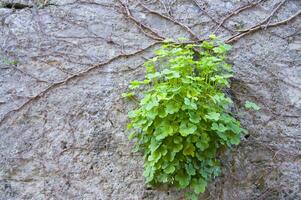 une plante est croissance dans une panier photo