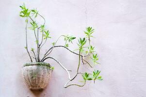 une plante est croissance dans une pot sur une rose mur photo