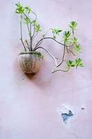 une plante est croissance dans une pot sur une rose mur photo