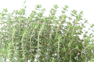 une proche en haut de une bouquet de herbes photo