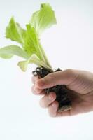 petit salade les plantes photo