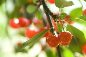 une bouquet de cerises pendaison de une arbre photo