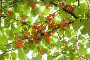 une bouquet de cerises pendaison de une arbre photo