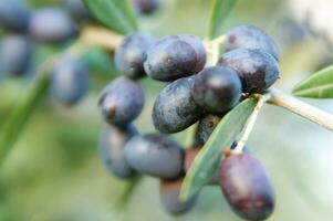 le fruit de le olive arbre photo