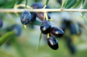 le fruit de le olive arbre photo