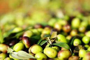 une bouquet de vert Olives sur une net photo