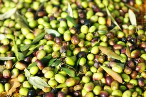 une bouquet de vert Olives sur une net photo