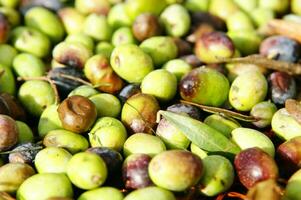 une bouquet de vert Olives sur une net photo