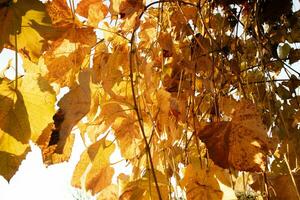 le couleurs de le vigne feuilles dans l'automne photo