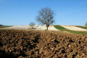 une seul arbre dans une champ de saleté photo