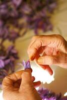 le patient Manuel nettoyage de le Safran fleur photo