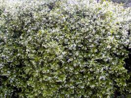 une buisson avec blanc fleurs et vert feuilles photo