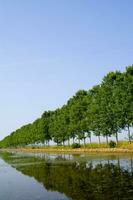 une rangée de des arbres photo