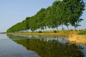 une rangée de des arbres photo