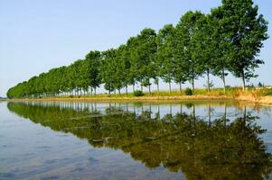 une rangée de des arbres photo