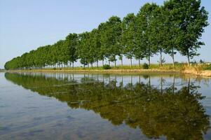 une rangée de des arbres photo