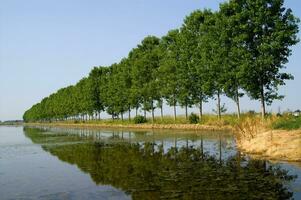 une rangée de des arbres photo