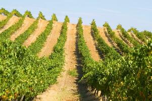 grand vignoble dans le été saison photo