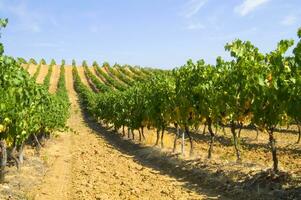 grand vignoble dans le été saison photo