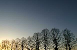 une ligne de des arbres photo