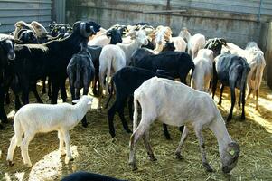 une troupeau de mouton permanent dans une champ photo