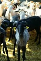 une troupeau de mouton permanent dans une champ photo