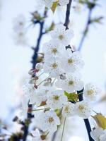 une arbre avec blanc fleurs contre une bleu ciel photo