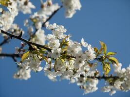 une arbre avec blanc fleurs contre une bleu ciel photo