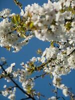 une arbre avec blanc fleurs contre une bleu ciel photo