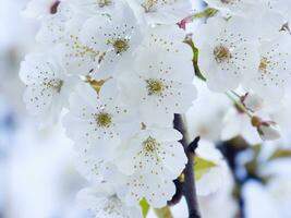 une arbre avec blanc fleurs contre une bleu ciel photo