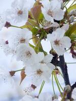 une arbre avec blanc fleurs contre une bleu ciel photo