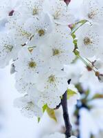 une arbre avec blanc fleurs contre une bleu ciel photo