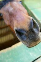 une proche en haut de une les chevaux tête photo