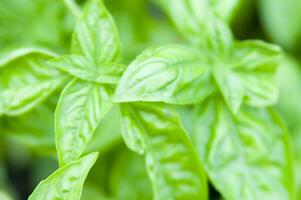 basilic feuilles dans une jardin photo